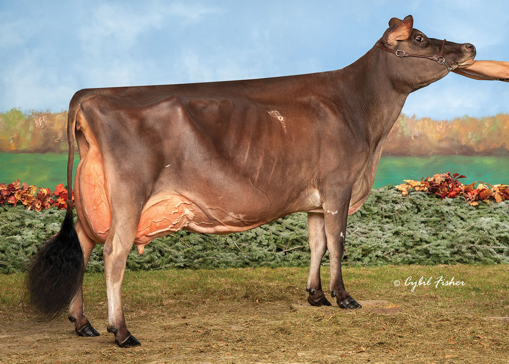 Jersey Cow - Potawatomi Zoo